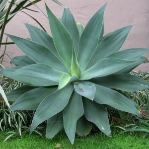 Agaves – Page 2 – Rancho Tissue