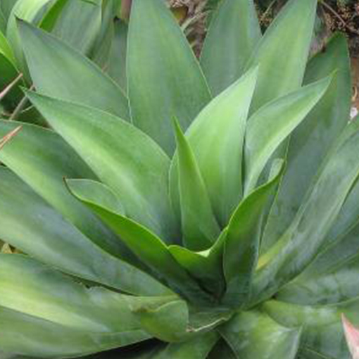 Agave montana – Rancho Tissue