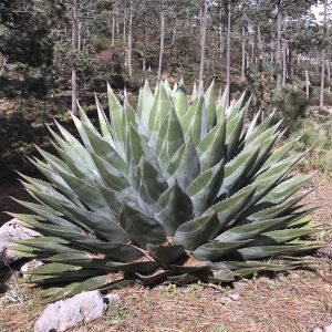 Agaves – Page 2 – Rancho Tissue