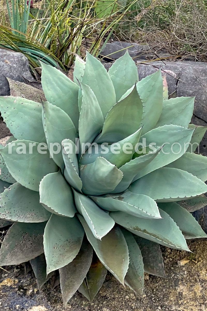 Agave ovatifolia – Whale's Tongue Century Plant – Buy seeds at