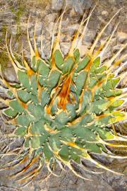 Agave utahensis var. eborispina 'Hayford' – Buy seeds at