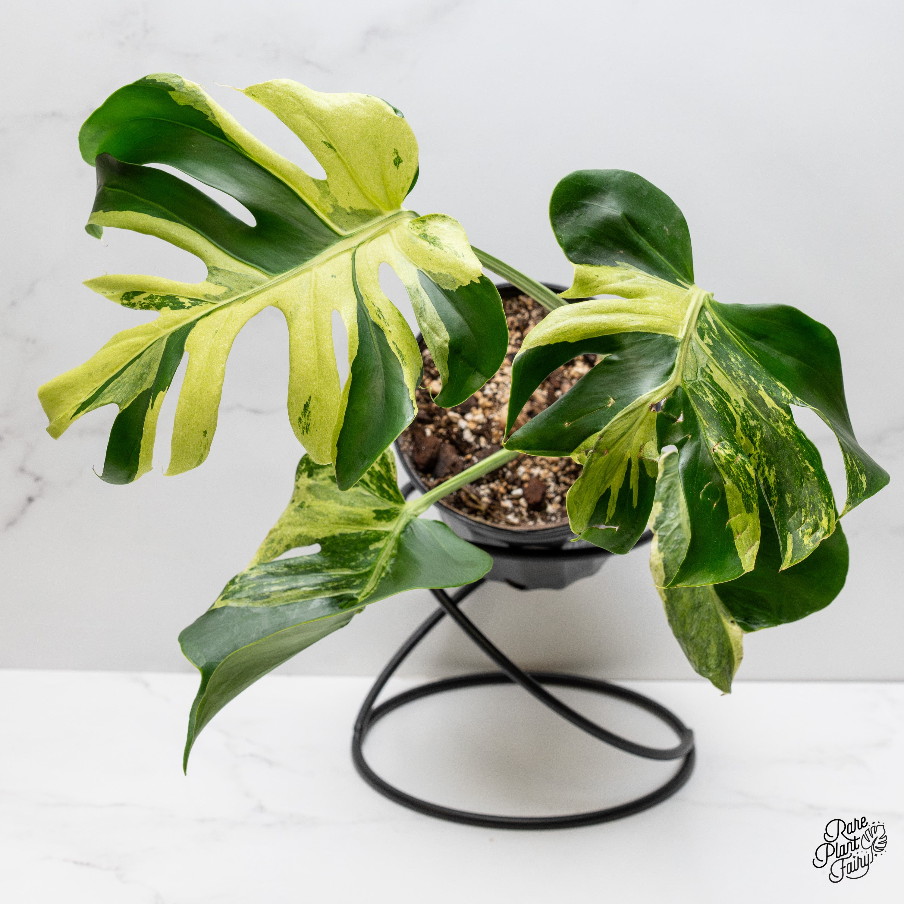Monstera Deliciosa 'Ocean Mint' (wk2-UE) – Rare Plant Fairy