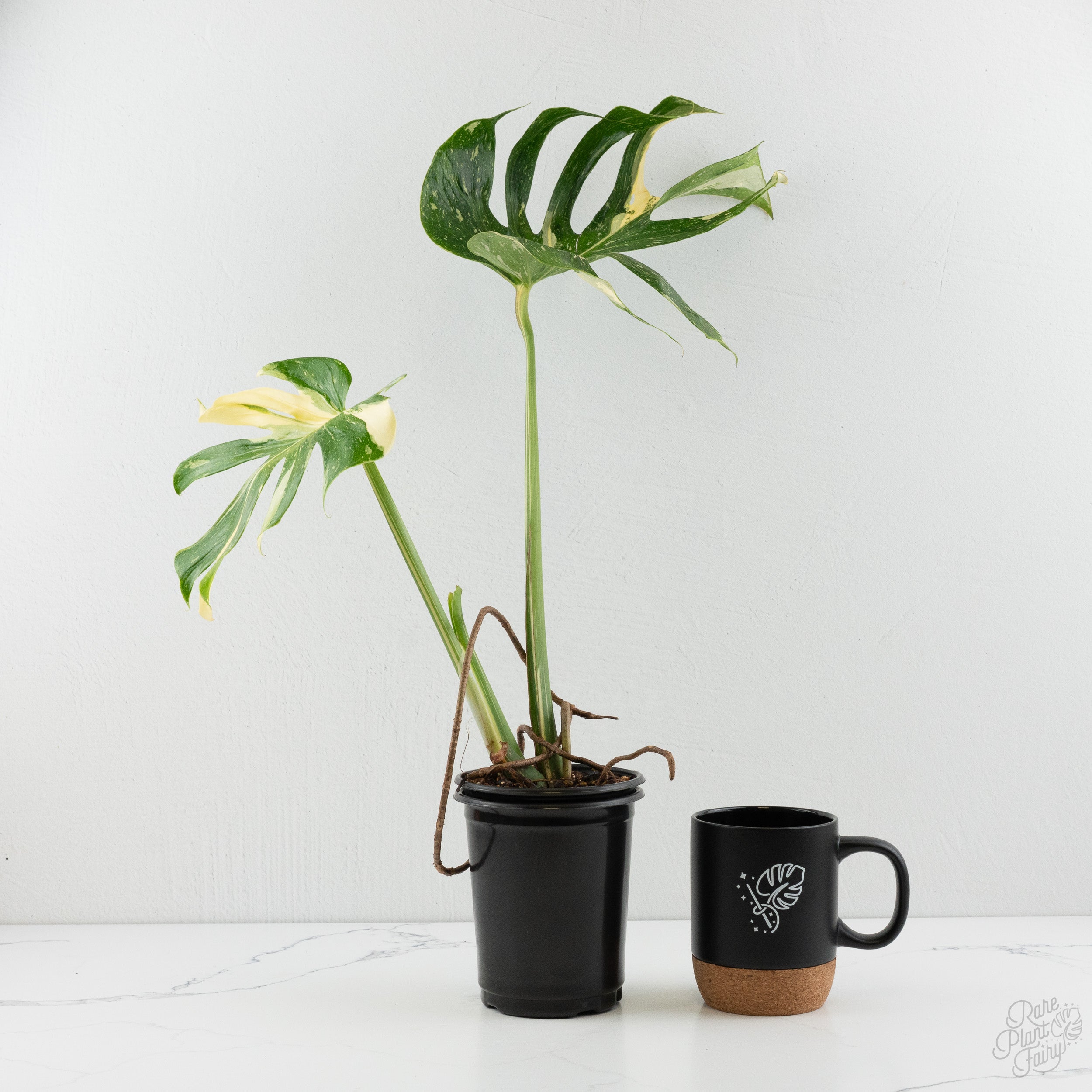 Anthurium Zara '3' x Zara '33' by DocBlock® *Grower's choice