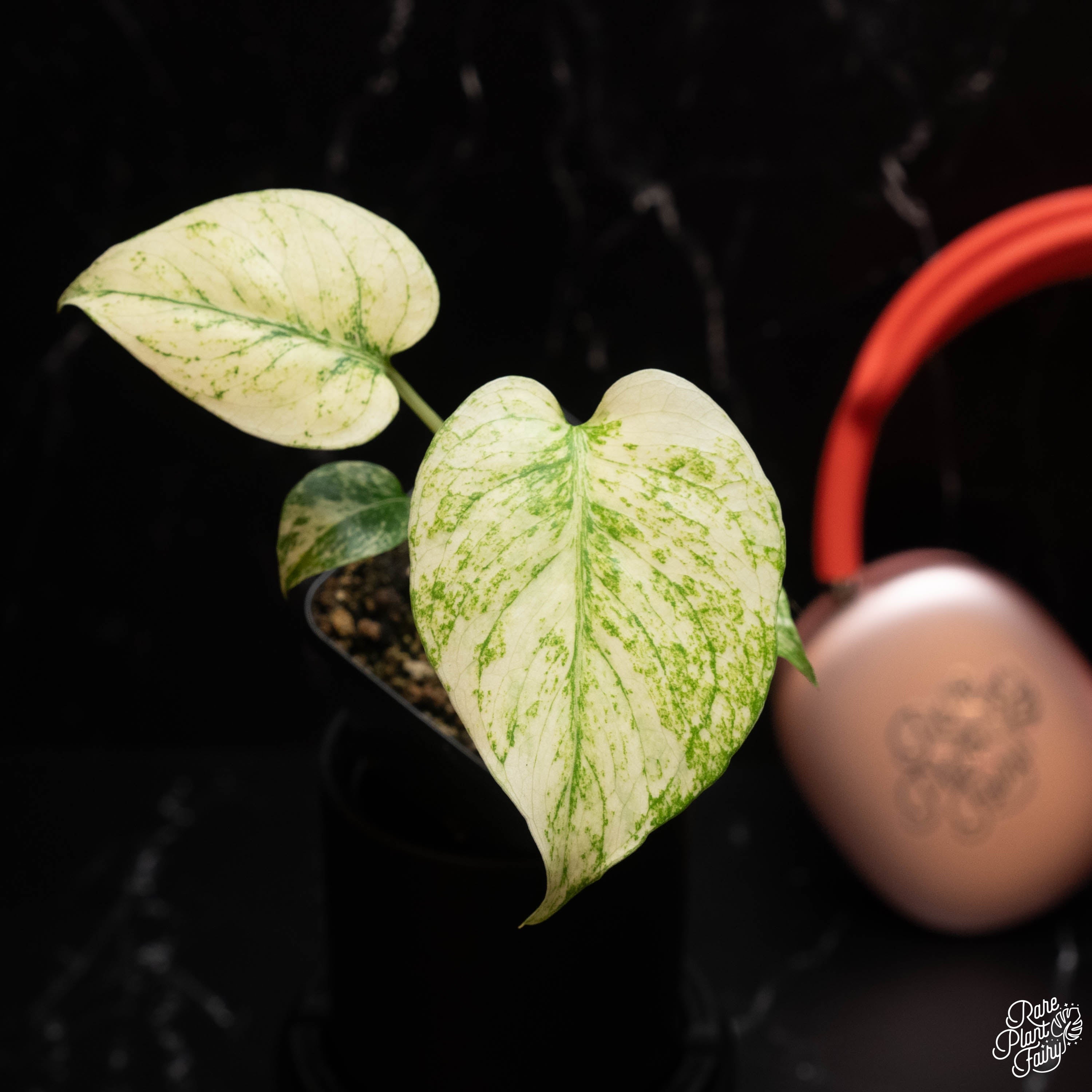 Monstera Deliciosa Mint Variegated (Large Form) *Grower's Choice