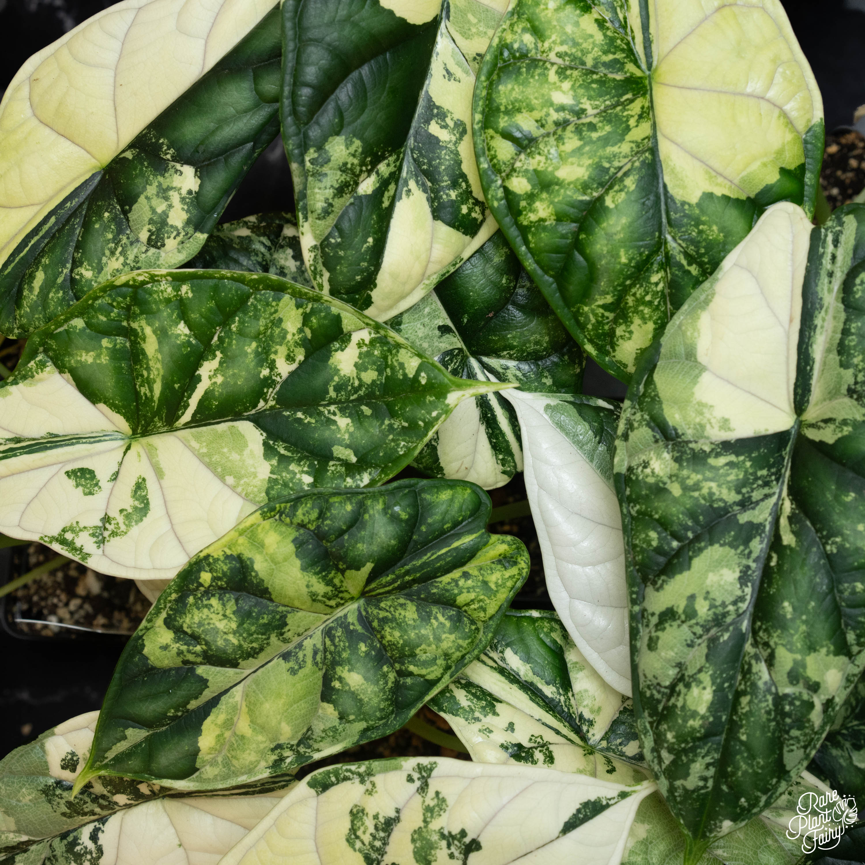 Alocasia 'Dragon Scale' albo variegated *Grower's choice* – Rare
