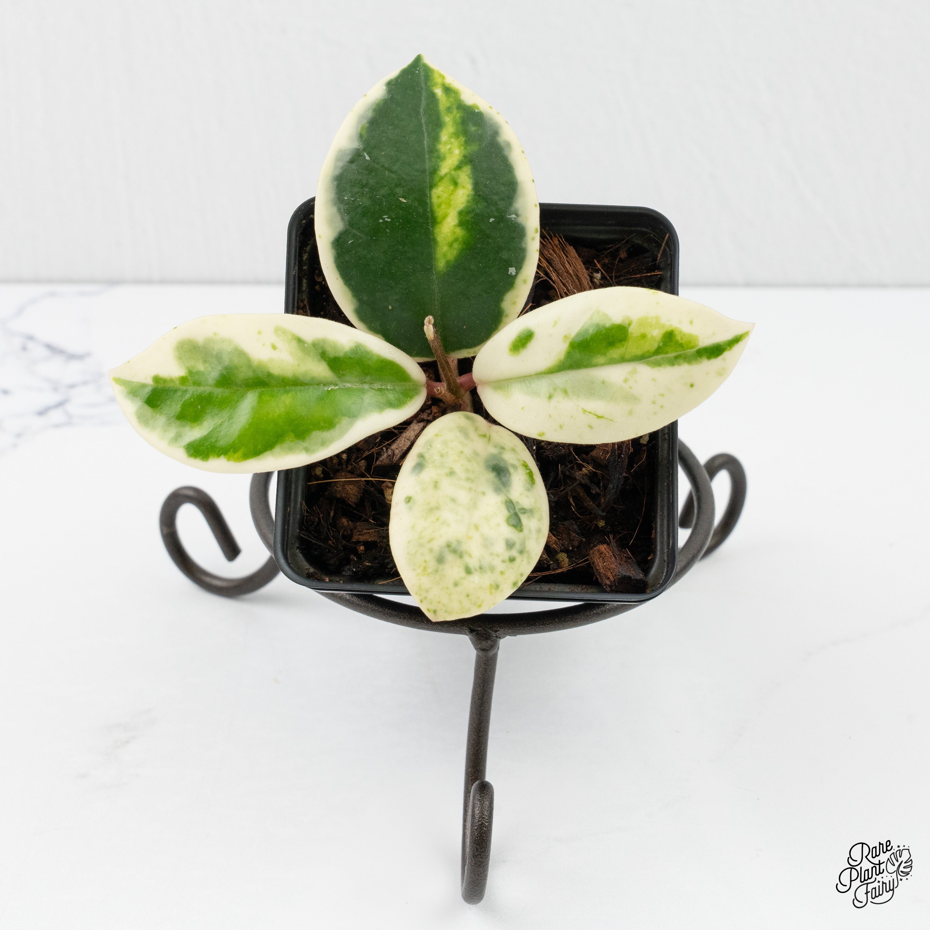 Hoya Carnosa 'Madara' (aka 'Snow Angel') (wk2-B) – Rare Plant Fairy