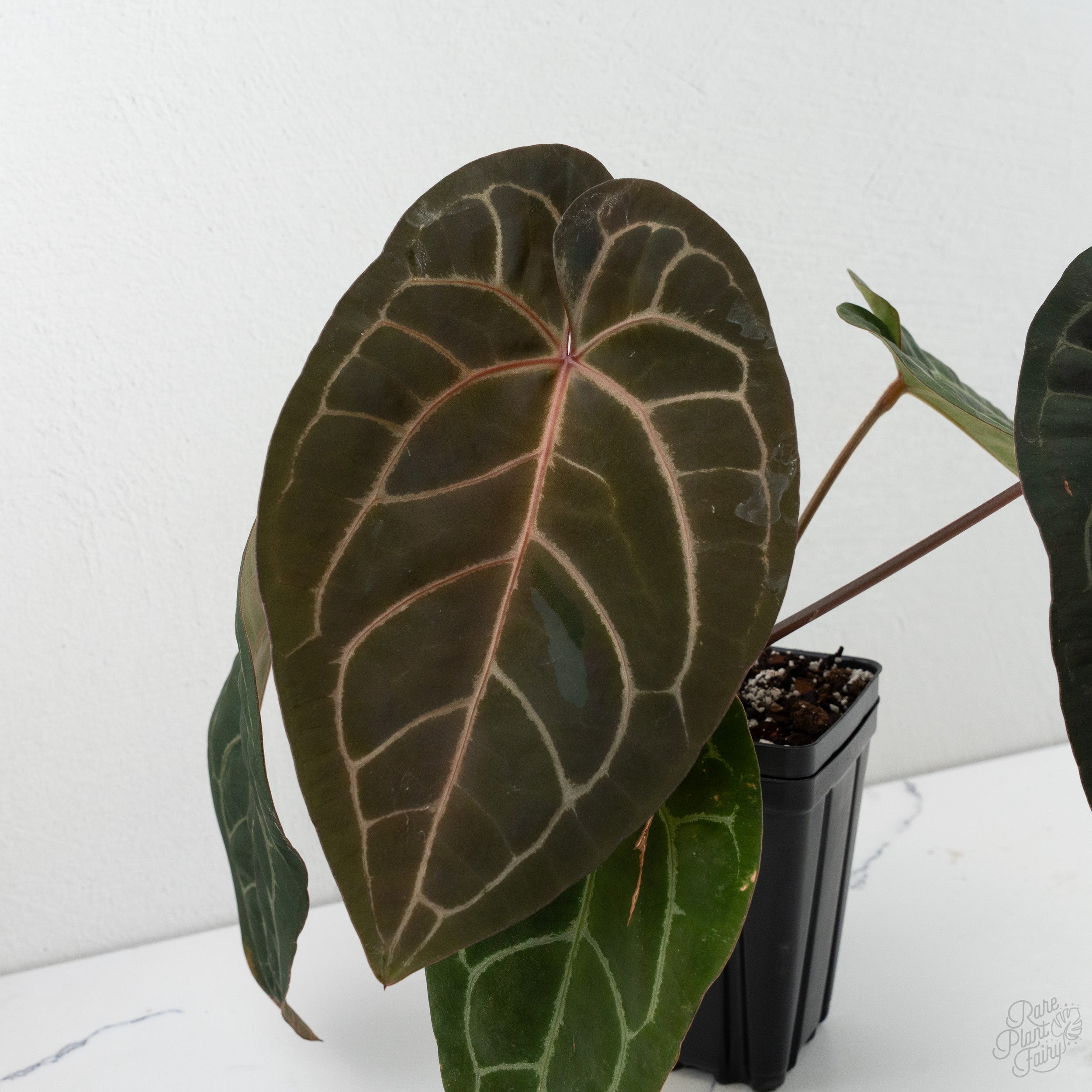Anthurium Lynette '18' x Dark & Handsome '9' by DocBlock® (wk8-X