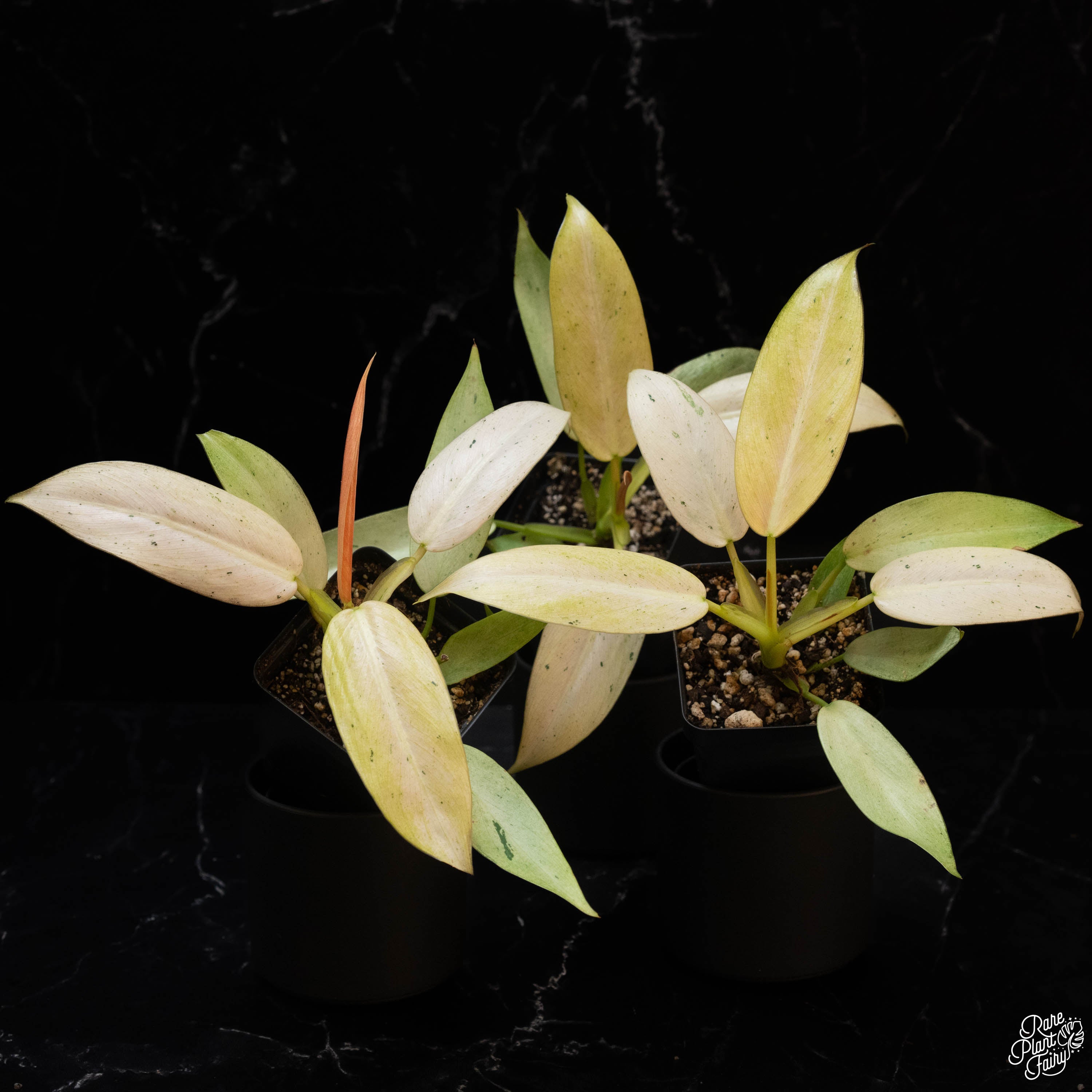 Philodendron 'Whipple Way' *Grower's choice* – Rare Plant Fairy