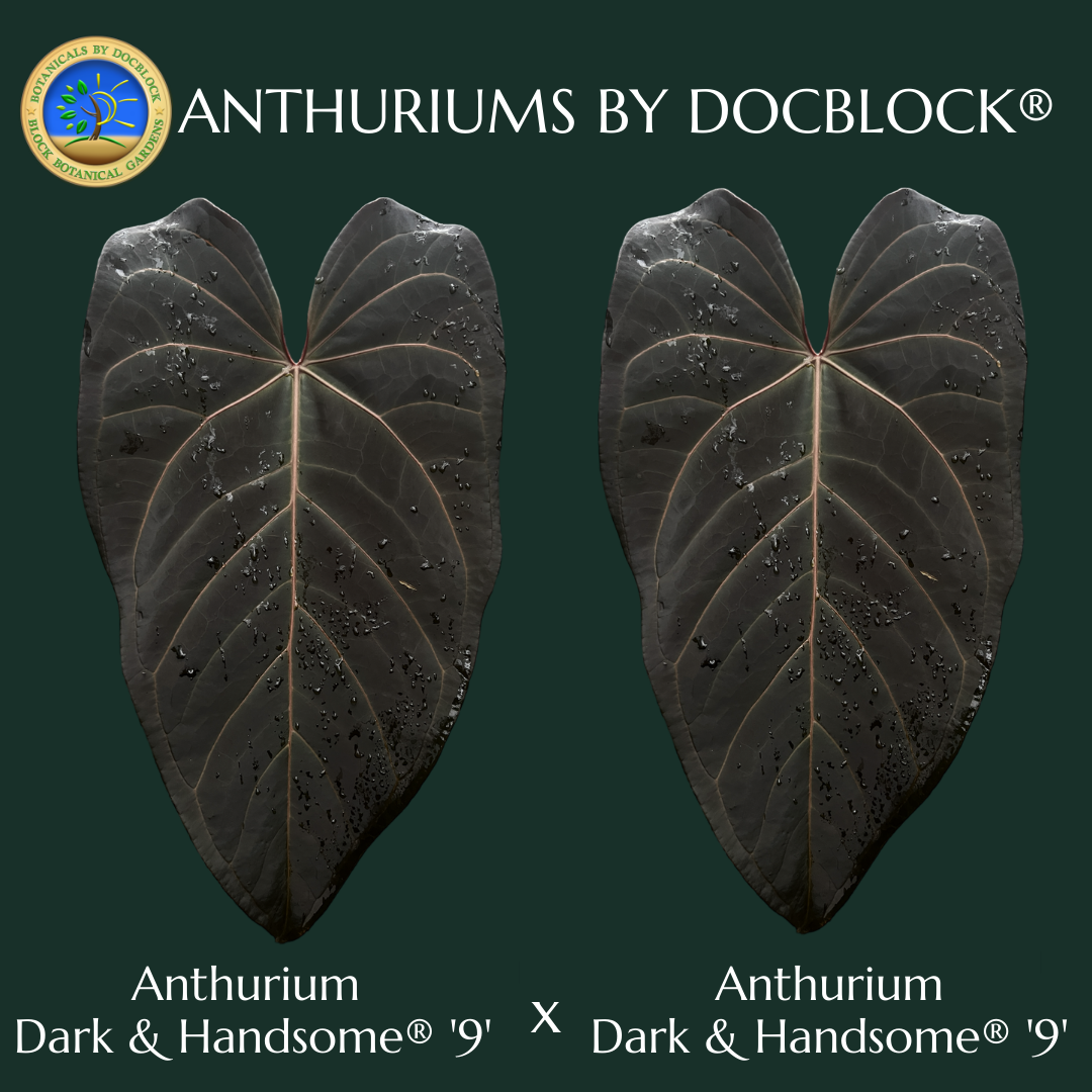Anthurium Dark & Handsome '9' x Dark & Handsome '9' by DocBlock