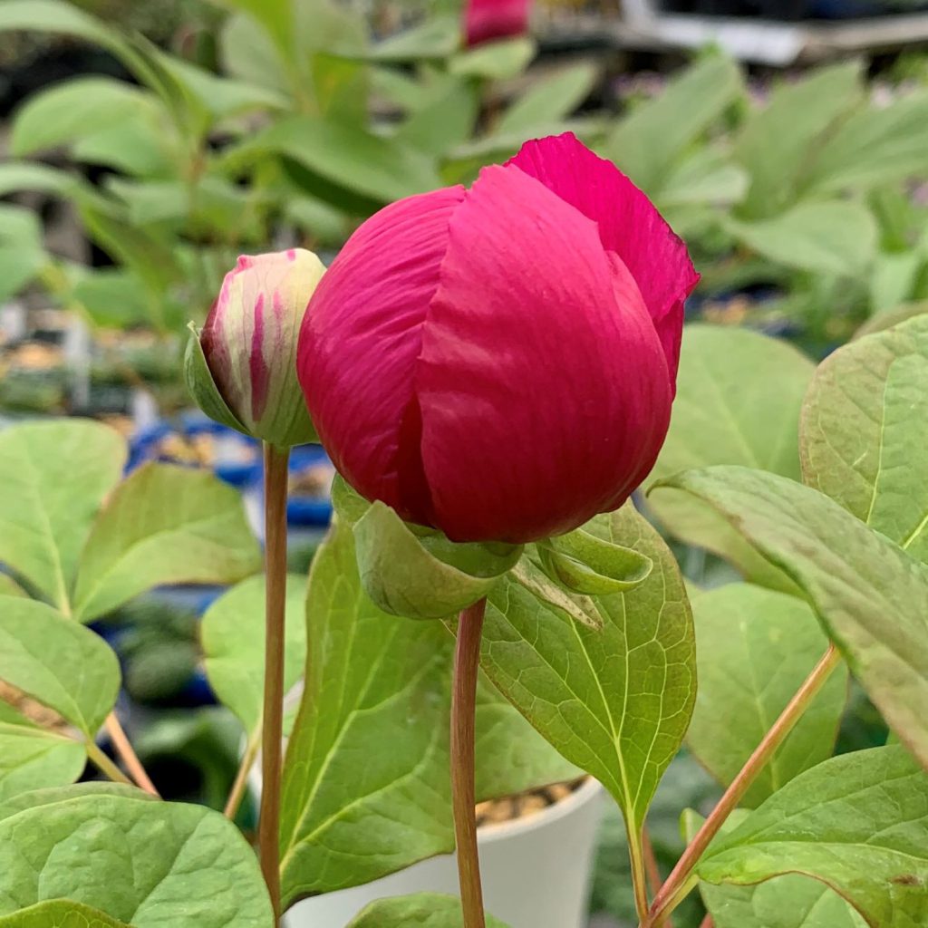 赤花ヤマシャクヤク「緋の鳥」