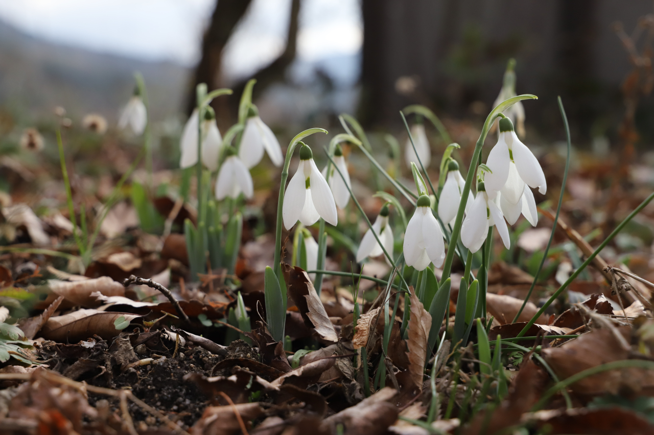 可愛い可愛いスノードロップが2分咲きになってきました。 | Happy new