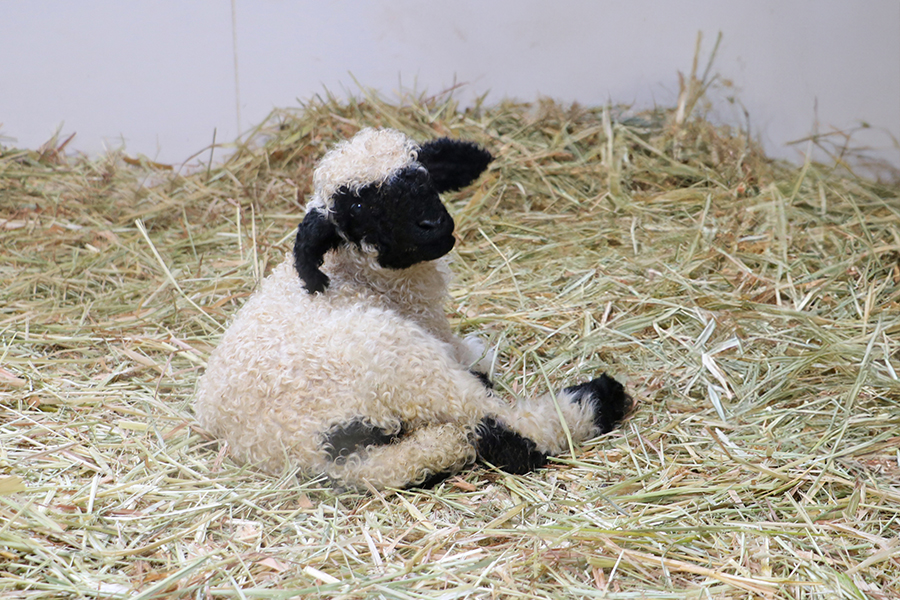 誕生‼ 世界一可愛い羊の、赤ちゃん生まれたよ。 NEW | プレスルーム