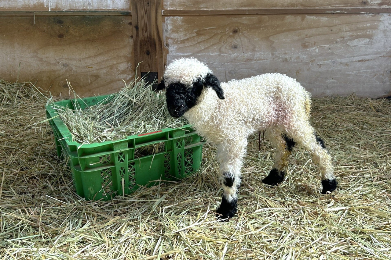 出産ラッシュ‼世界一可愛いと称される羊の赤ちゃん生まれたよ！ スイス