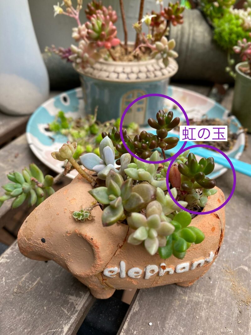 虹の玉とオーロラの寄せ植え】お手入れしながらボリュームアップ