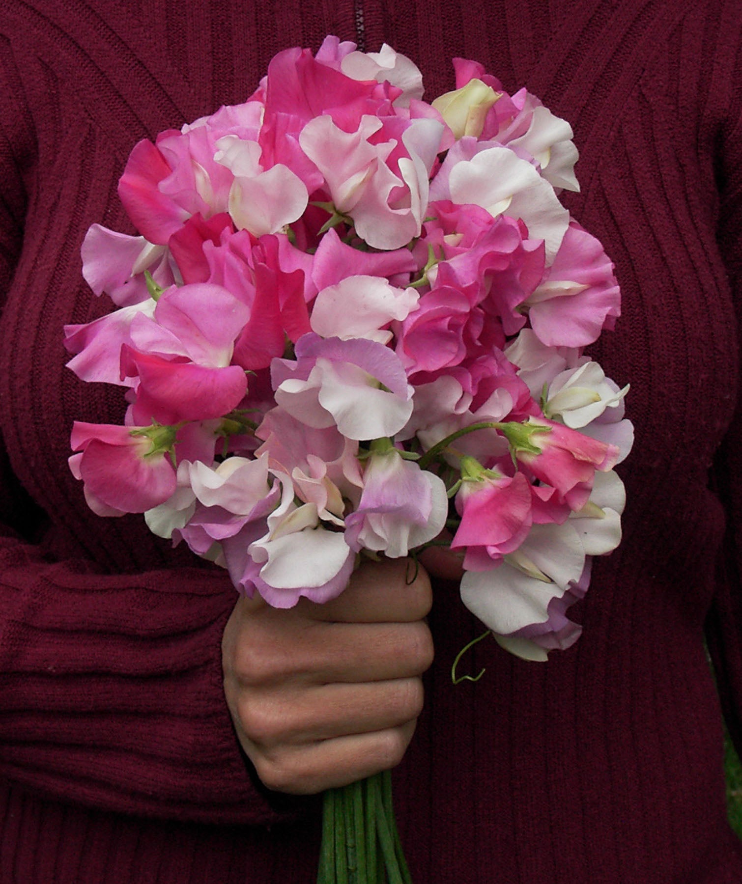 Cheri Amour' Scented Sweet Peas – Renee's Garden