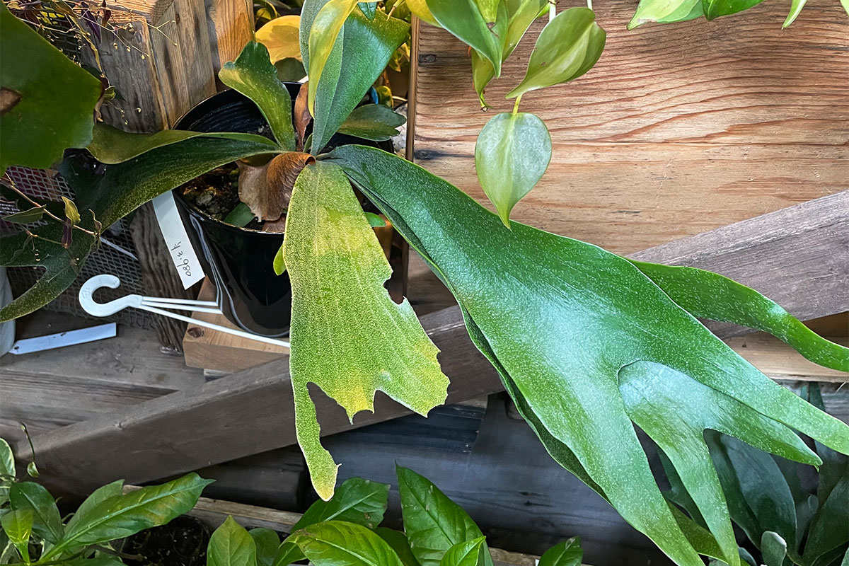 初心者トミタくん、ビカクシダ（コウモリラン）の特徴と育て方を学ぶ