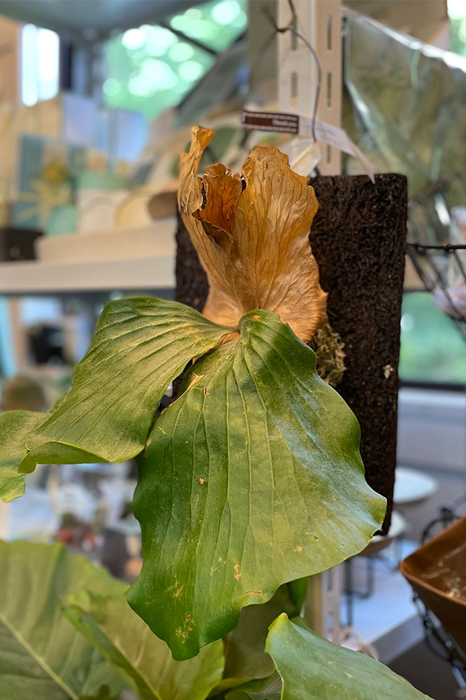 初心者トミタくん、ビカクシダ（コウモリラン）の特徴と育て方を学ぶ