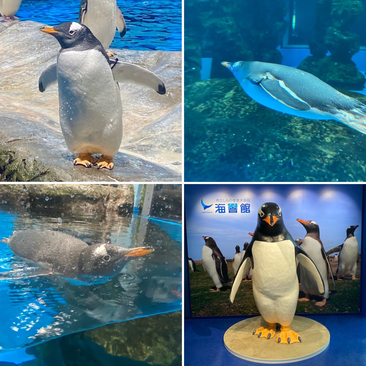 下関市立しものせき水族館「海響館」【2025-10-03更新】 | 福岡市の