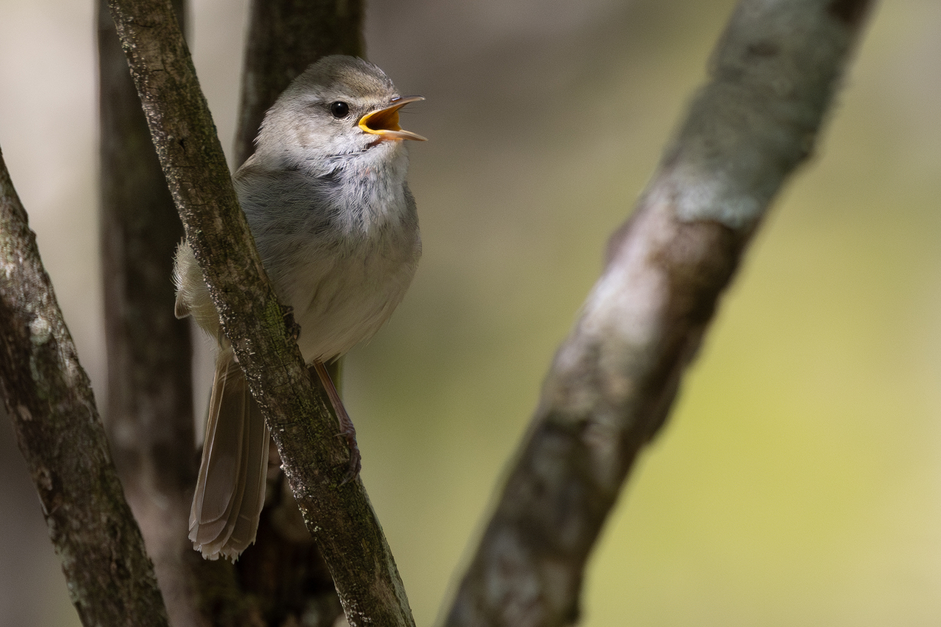 No.54 ウグイス (鶯) | オレの鳥DB