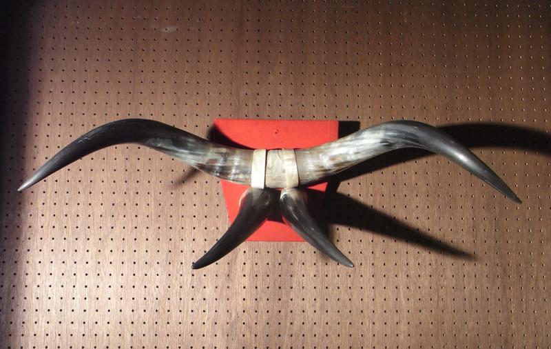 牛の角オーナメント、水牛ツノ壁掛け BCM 0062