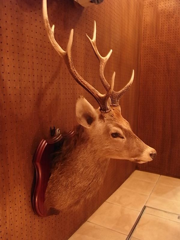 鹿剥製壁かけ 鹿角オーナメント LCM 6760