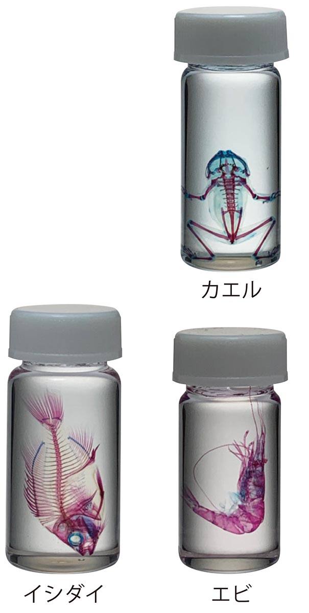 透明骨格標本 SST【りかなび】ケニス株式会社