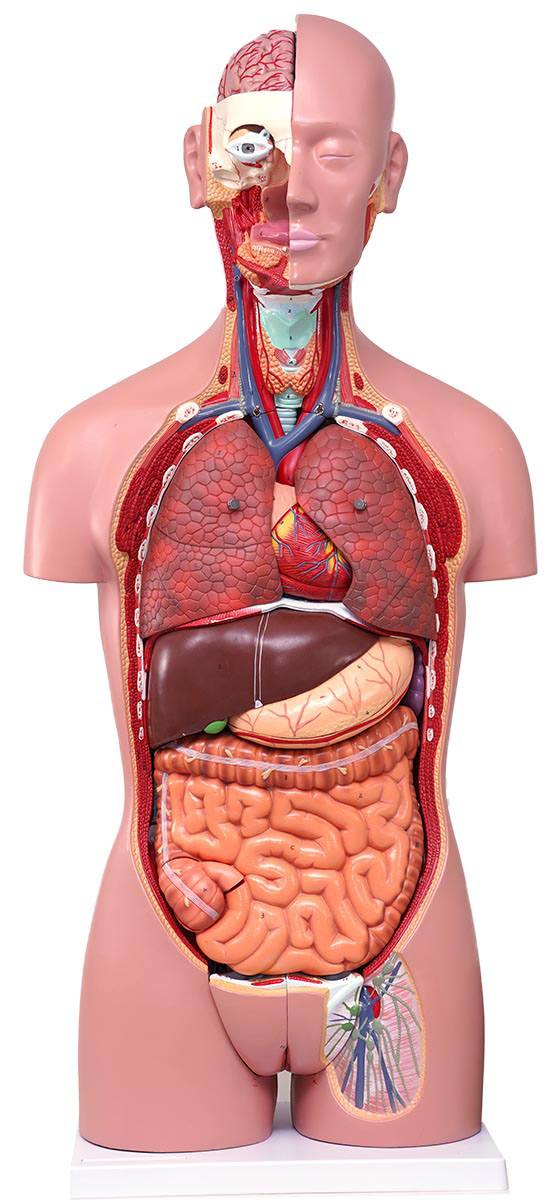 人体解剖模型（トルソー型） KIS－27（3DCGサービス付