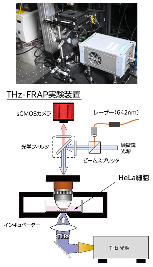 テラヘルツ波が細胞にもたらす影響を探る | 理化学研究所