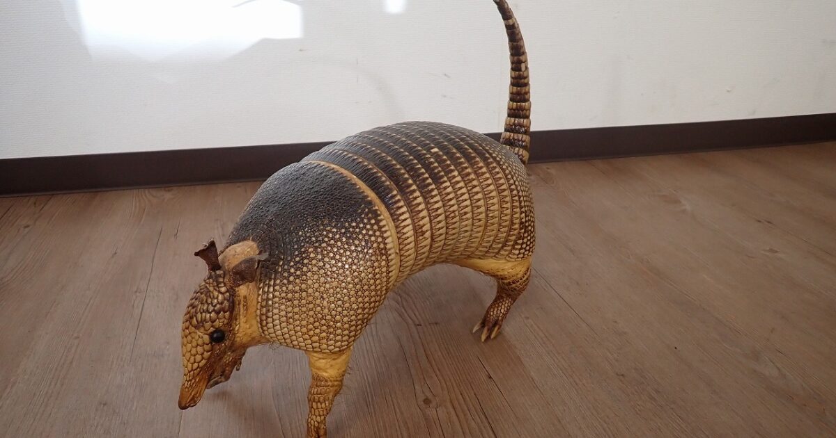 剥製 アルマジロ 体長約40cm