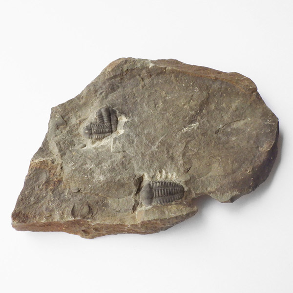 岡山のパワーストーン、風水・開運グッズのお店 龍祥本舗 / 三葉虫