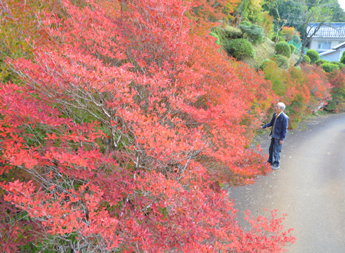 両丹日日新聞：緑の山間に深紅の葉 ドウダンツツジ色づく 北山の足立
