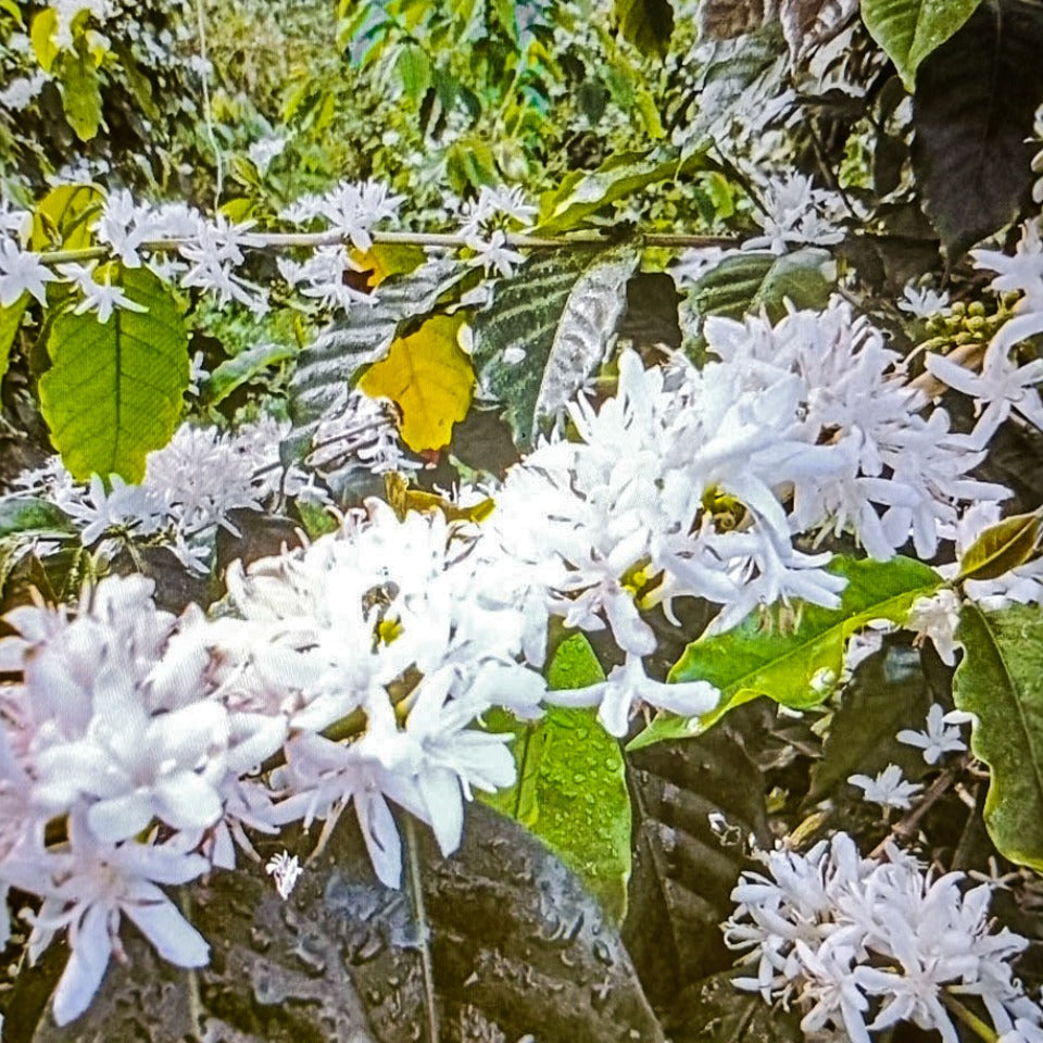 台湾 ウェイシュ農園 SL34 ナチュラル（COE2025 #25）