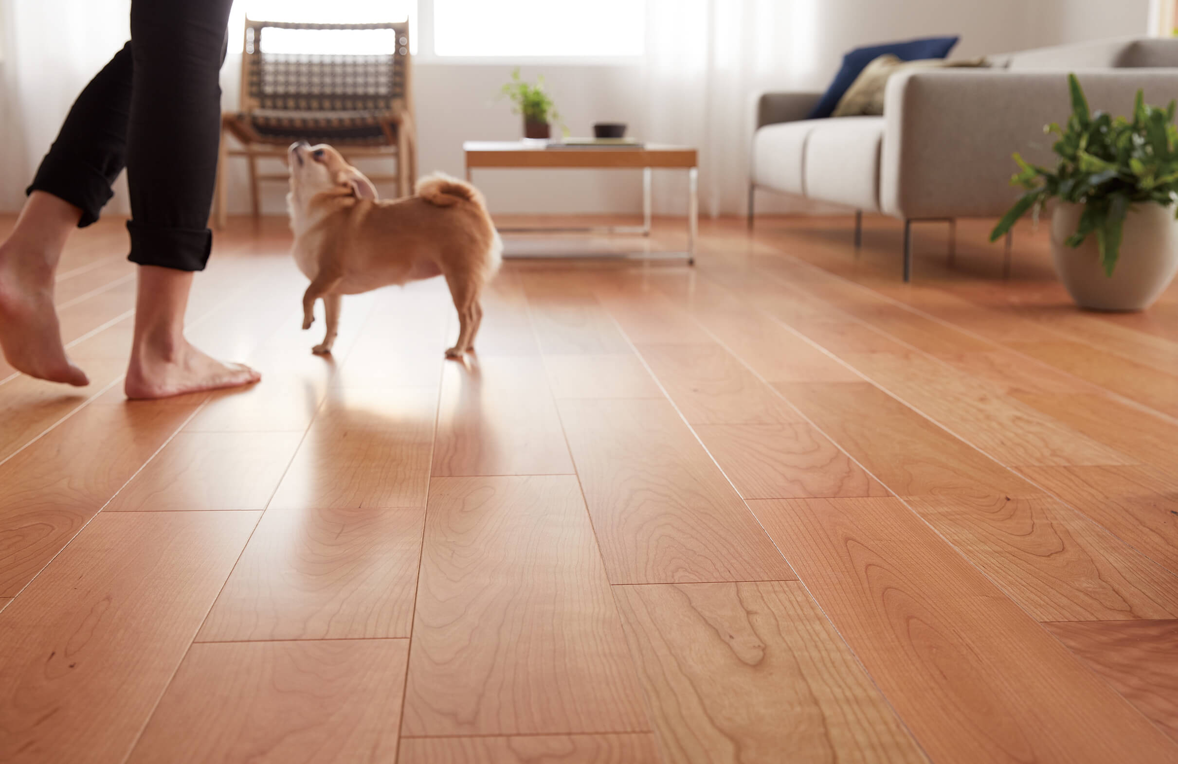 ライブナチュラルMSX スーパー6 for Dog｜ライブナチュラル