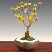 サンシュユの育て方・お手入れ方法|花のプロである生産者が教えます