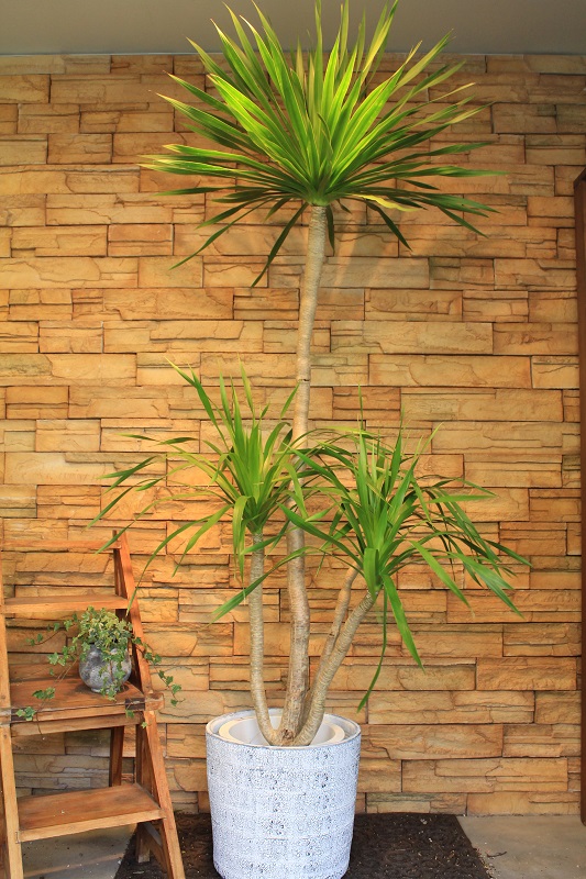 ドラセナ・ドラコ153｜観葉植物専門店「ワールドガーデン」