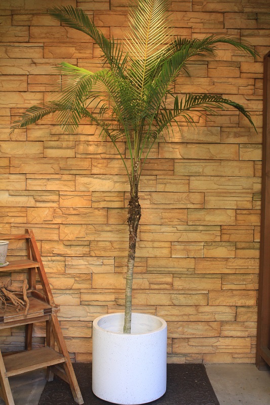 ヒメココス10｜観葉植物専門店「ワールドガーデン」