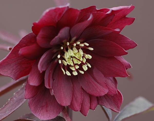 クリスマスローズ 八重 紅 （べに）