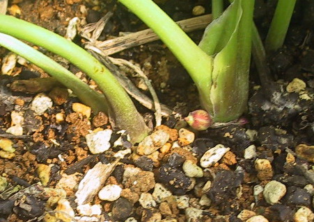 クリスマスローズの花芽