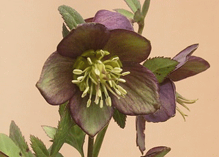 ヘレボルス・クリスマスローズ・原種の種類・写真図鑑と解説