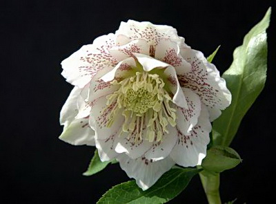 クリスマスローズ ダブル（八重） 苗 販売 ＞ クリスマスローズ ダブル