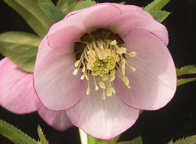 クリスマスローズ シングル（一重） 種 通信販売 ＞ クリスマスローズ