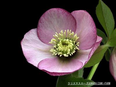 クリスマスローズ シングル（一重） 苗 販売 ＞ クリスマスローズ