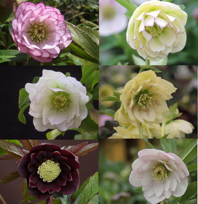 クリスマスローズ ダブル（八重） 種 通信販売 ＞ クリスマスローズ