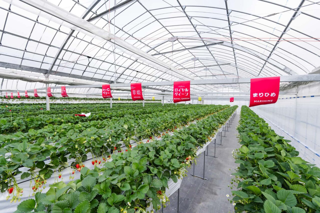 いちご狩り／Strawberry Garden いわつるfam.｜祭り・イベント｜和歌山