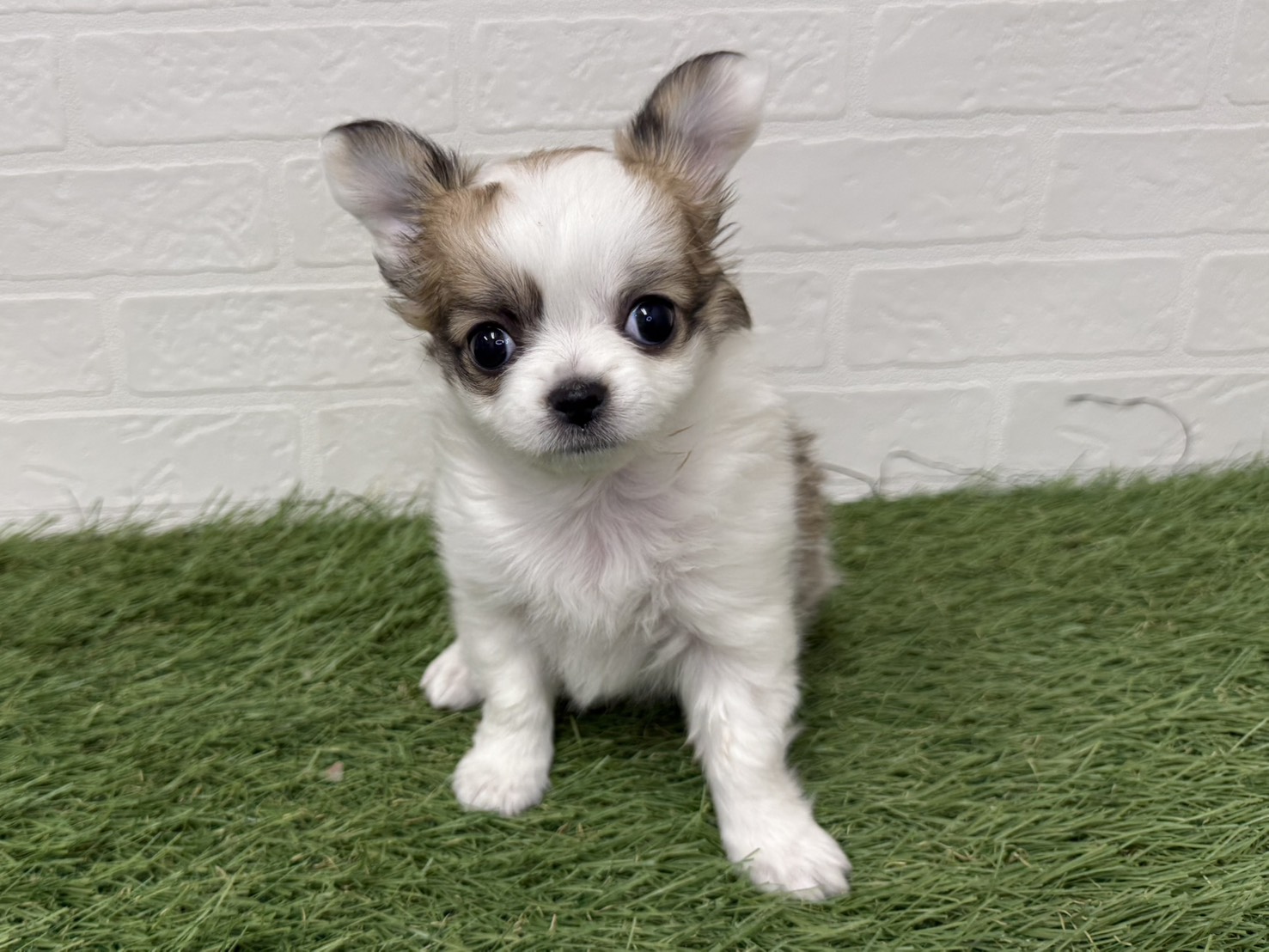 チワワ(ロング)(ホワイトレッド)の子犬を価格や特徴で探す|ペット