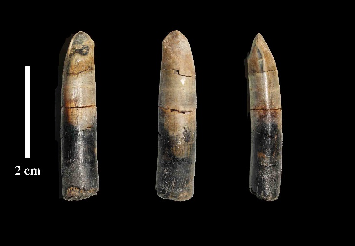 2012年に初めて発見された大型植物食恐竜（竜脚類）の歯の化石と復元