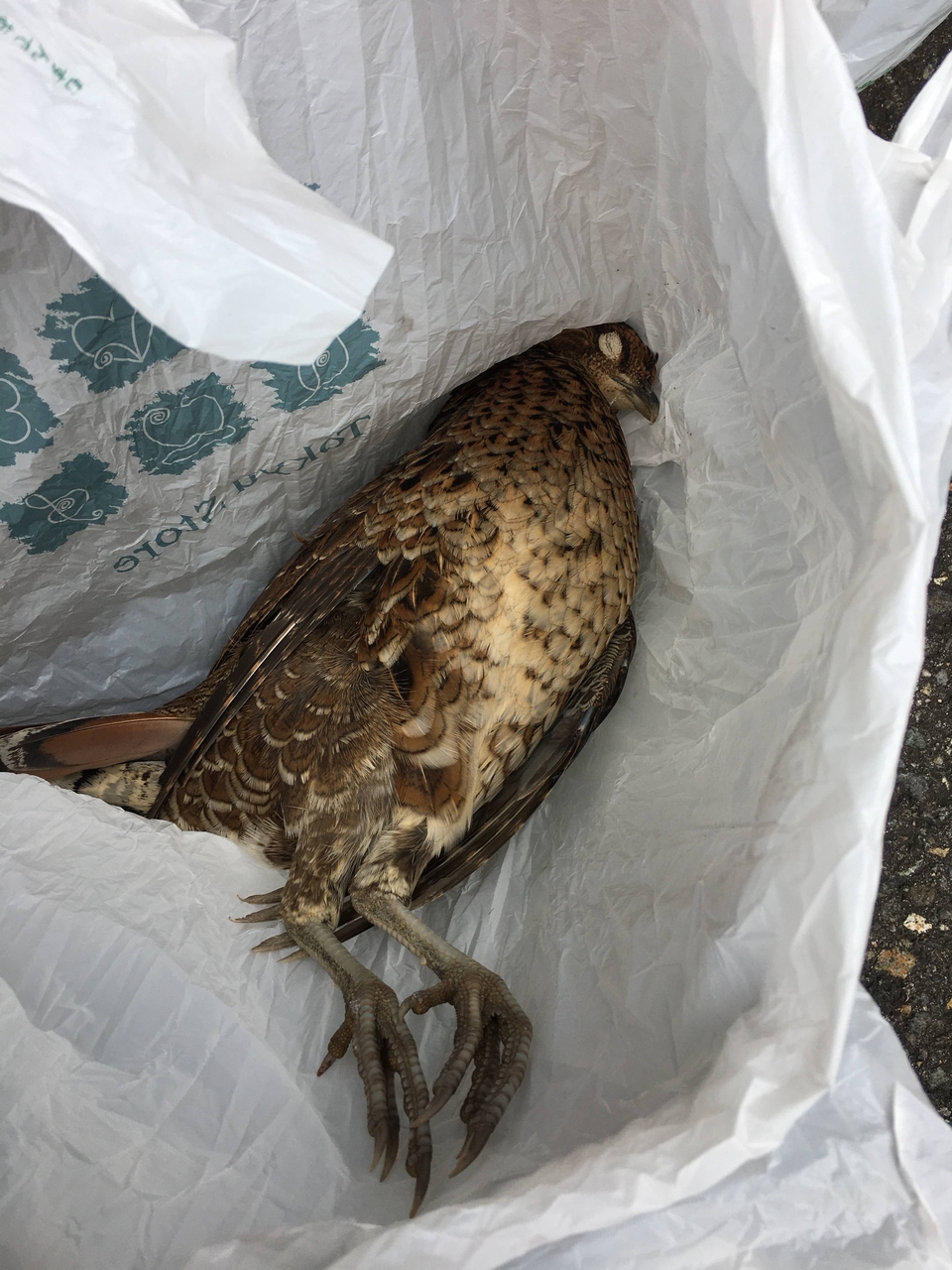 野鳥の会・埼玉 私の羽日記