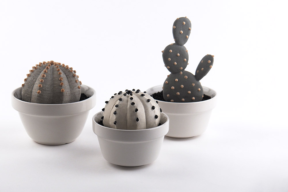 陶植 Astrophytum ランポー玉（八角） 陶器の植物 / Studio..zok