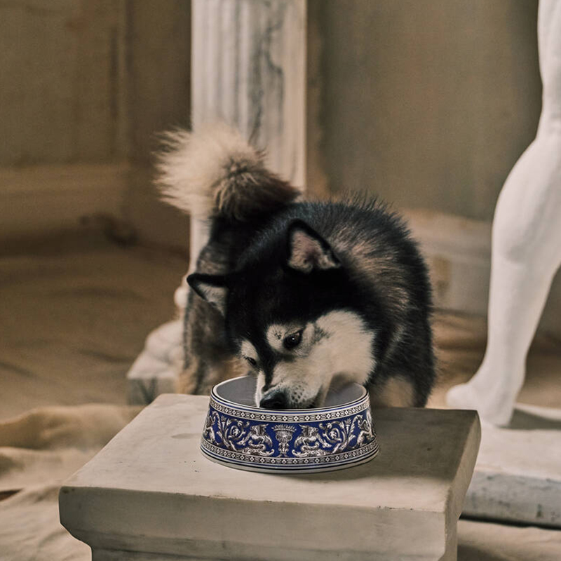 フロレンティーン マリン ペットボウル 17cm|WEDGWOOD公式オンラインストア