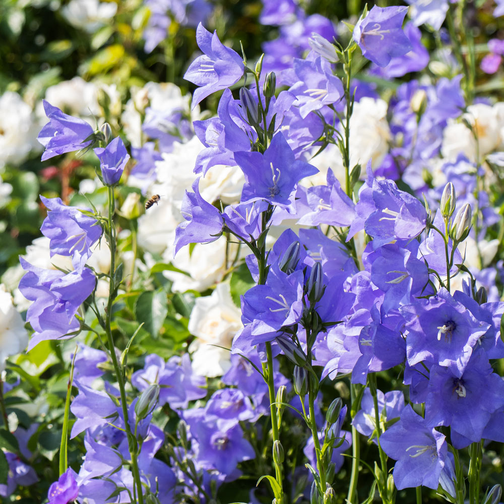 Campanula persicifolia 'Telham Beauty' | White Flower Farm